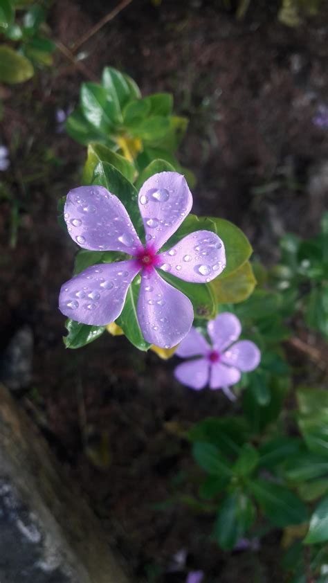 madagascar periwinkle flower on a plant 13769884 Stock Photo at Vecteezy