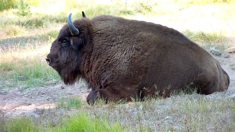 European Bison. (aurochs) (Bison Bonasus) Stock Footage Video 2631728 ...