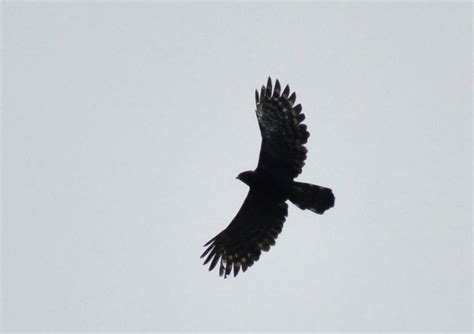 Black Hawk-Eagle / Spizaetus tyrannus photo call and song