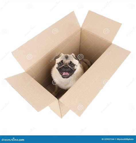 Dog In A Box Stock Photo Image Of Carton Animals Horizontal 32922164