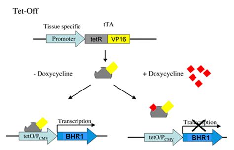 Tetracycline Regulated Expression System Is Comprised Of Two Vectors A