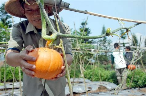 wisata agro antara foto