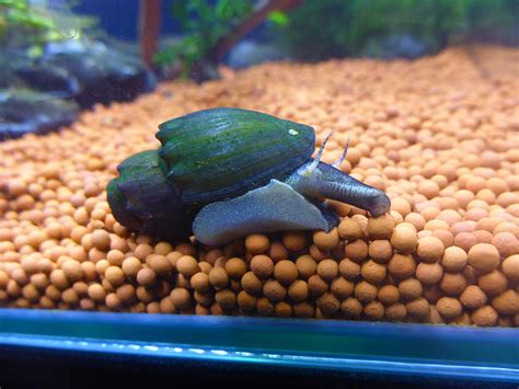 thiara amarula spiny marsh snail snails shrimp keepers forum