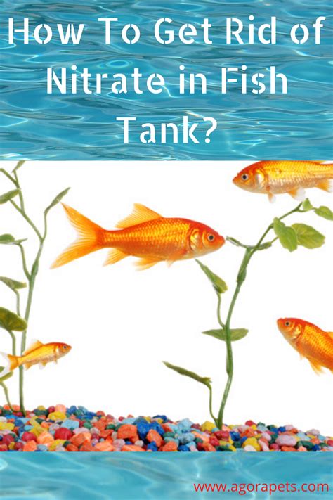 How To Get Rid Of Nitrate In Fish Tank Fish Tank Fish Tank