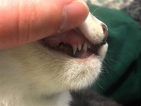 4 Mo Old Kitten Has Double Canine Teeth Is This A Normal Part Of