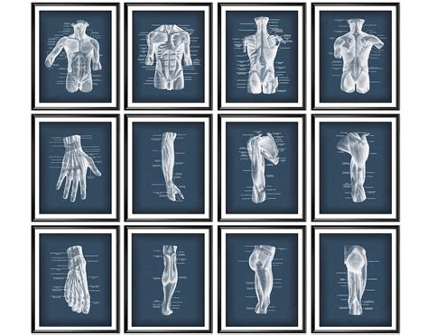 12 Anatomical Posters Muscular System Diagram Anatomy Art Medical Art