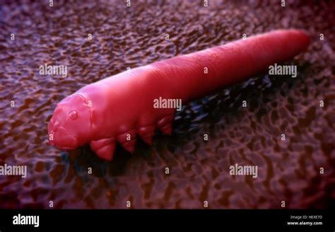 Eyelash mite, illustration Stock Photo - Alamy