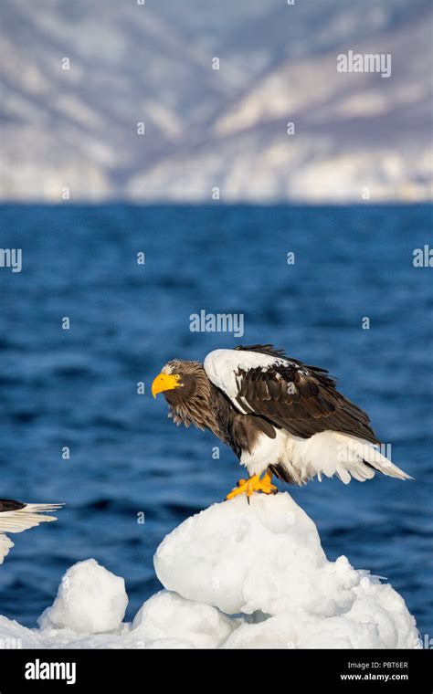 Asia Japan Hokkaido Rausu Shiretoko Peninsula Steller S Sea Eagles