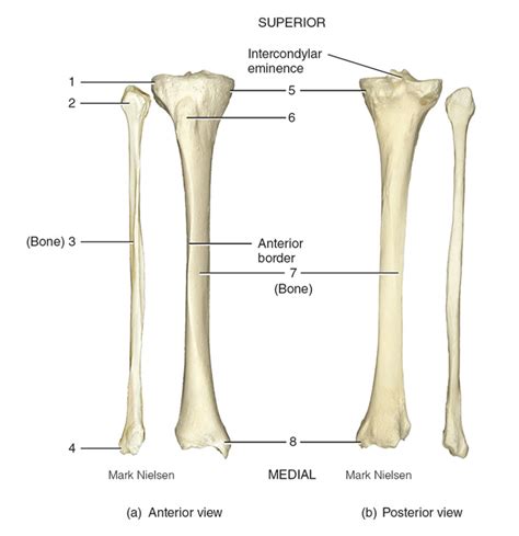 Tibia And Fibula Diagram Quizlet