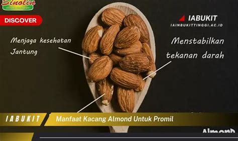 Intip 7 Manfaat Kacang Almond Untuk Promil Yang Wajib Kamu Ketahui