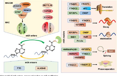 Figure 1 From The Role Of Insulin Like Growth Factor 2 MRNA Binding