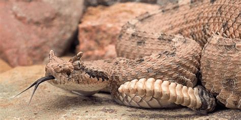 La especie Crotalus cerastes. Fotografía tomada por el autor ...