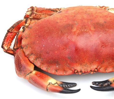 Live Crab 900-1000g – Ocean Catch Fishmongers