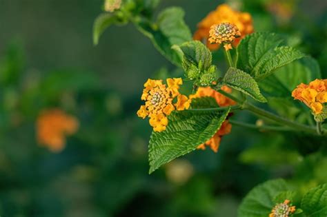 Premium Photo Orange Flower Of Common Lantana