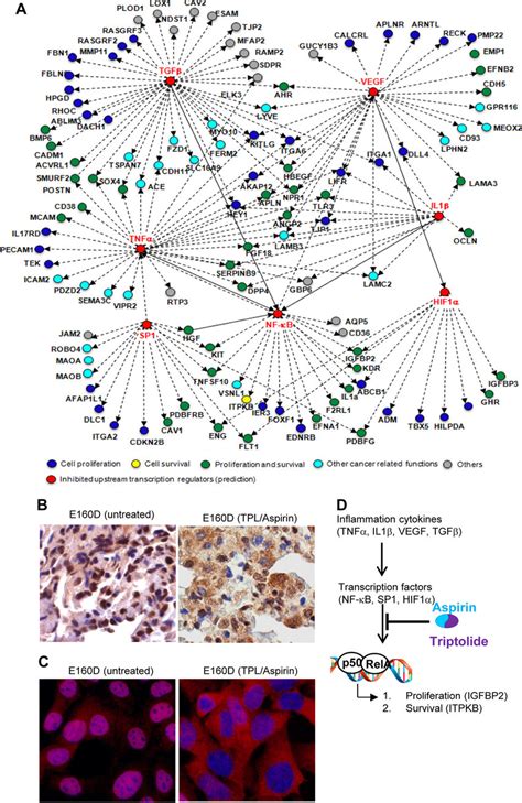 Low Dose Triptolide And Aspirin Suppress Nf B Survival Pathways A