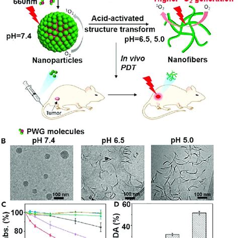 Construction And Tumor Responsive Activation Of Peptide Porphyrin