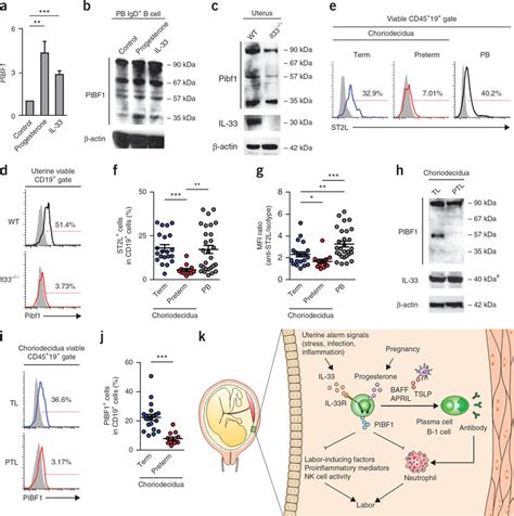 Il Dependent Pibf Expression By Decidual B Cells Is Defective In