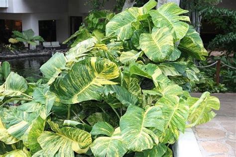 Big Leaf Plants For A Stunning Garden Ames Farm Center