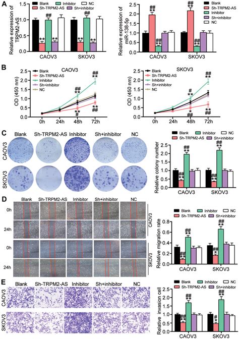 LncRNA TRPM2 AS Promotes Ovarian Cancer Progression And Cisplatin