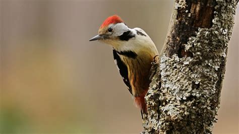 Ces Oiseaux Que Lon Peut Voir En Forêt En Hiver