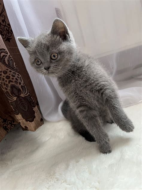 Puii Blue British Shorthair S Pt M Ni Targu Mures Olx Ro