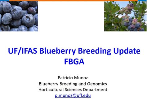 Uf Ifas Blueberry Breeding Update Fbga