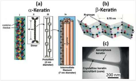 Beta Keratin Structure