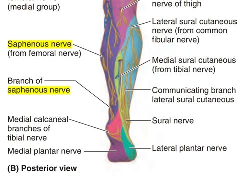 Saphenous Nerve