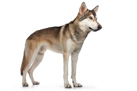 Tamaskan | Dog Breed Information, Pictures, Traits & Facts - Happy Dog ...