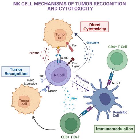 Ijms Free Full Text Leveraging Natural Killer Cell Innate Immunity