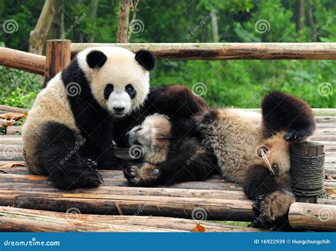 Giant Panda Bears Playing Royalty Free Stock Images - Image: 16922939