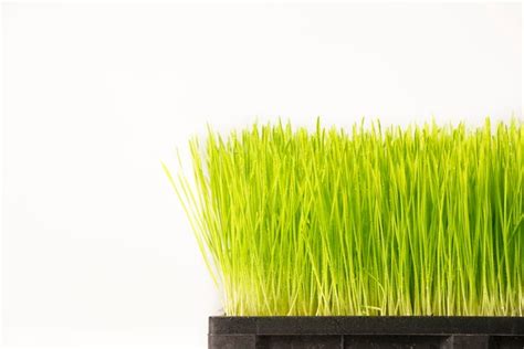 Premium Photo Close Up Wheatgrass On White Background