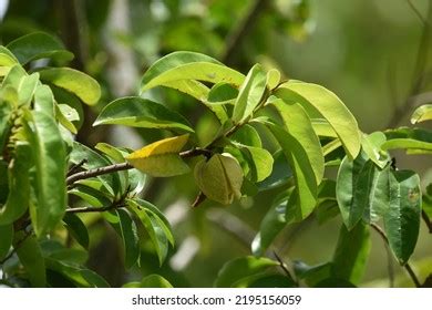 Soursop Flower On Soursop Tree Stock Photo 2195156059 | Shutterstock