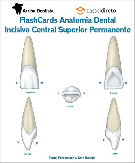 FlashCard Anatomia Do Incisivo Central Superior Permanente Anatomia