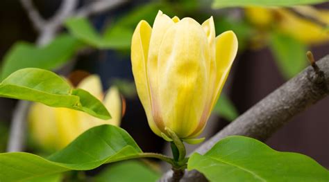 Different Types Of Bright Yellow Magnolia Tree Varieties