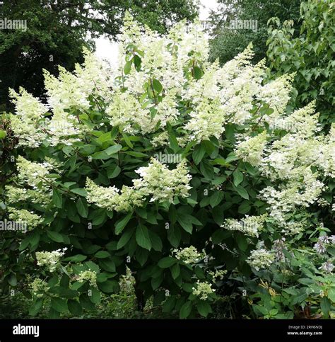 White Cone Shaped Flowering Bush Back Gardener