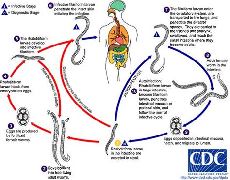 trichuris trichiura life cycle Căutare Google Life cycles Biology