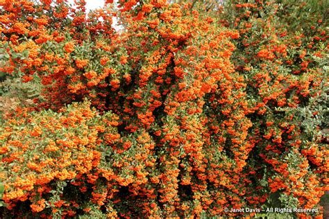 Pyracantha Coccinea Orange Glow Janet Davis Explores Colour