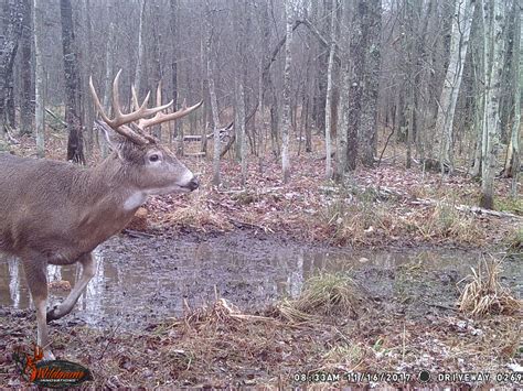 Deer Hunting Land For Lease In Michigan