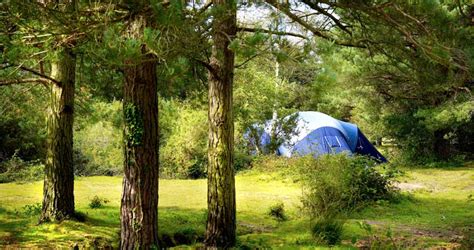 Roundhill Campsite in the New Forest