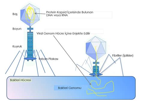 Bakteriyofaj Nedir Bakteryofajlar N O Almas Ve E Itleri Techworm