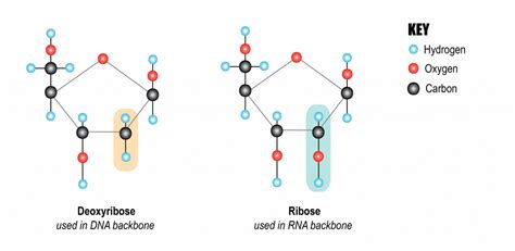 33 Sugars The Evolution And Biology Of Sex