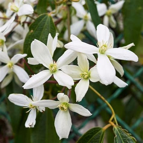 Comment faire pousser des clématites à feuilles persistantes pour une