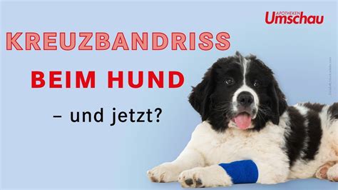 Kreuzbandriss Beim Hund Tiergesundheit Youtube