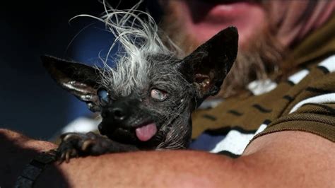 Sweepee Rambo crowned World’s Ugliest Dog | WGN-TV