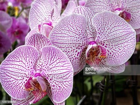 1,511 Monocot Flowers Stock Photos, High-Res Pictures, and Images - Getty Images