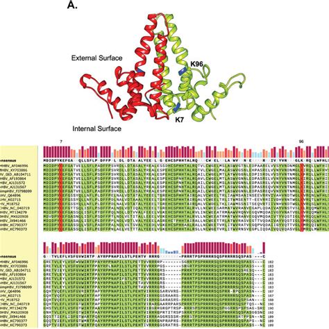 K And K Are Highly Conserved In Orthohepadnaviral Core Proteins A