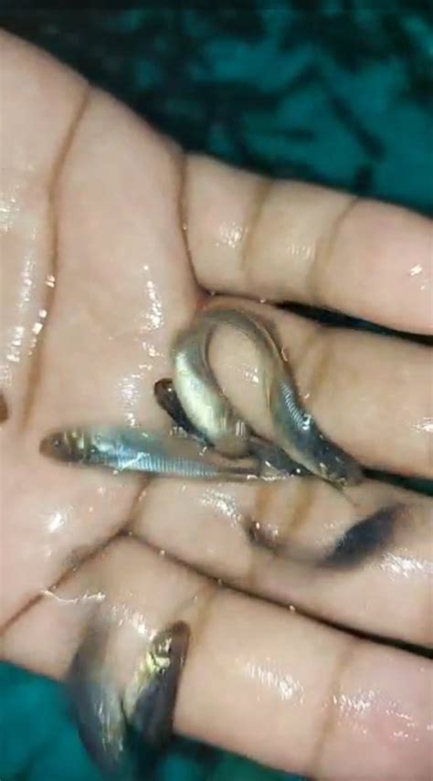 Pangasius Fish Seed Wholesale Price Mandi Rate For Silver Pangasius