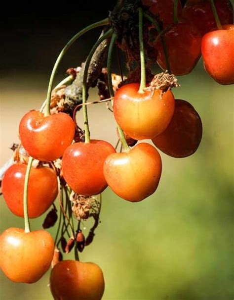 Rainier Yellow Cherry Country Bumpkin Plant Nursery