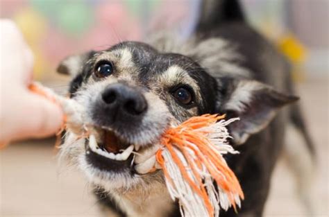 Por Qué Mi Perro GruÑe Cuando Juega Y Qué Hago Razones Y Soluciones